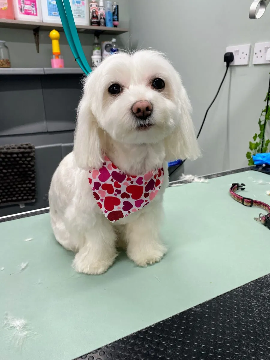 White fluffy dog in a heart bandana