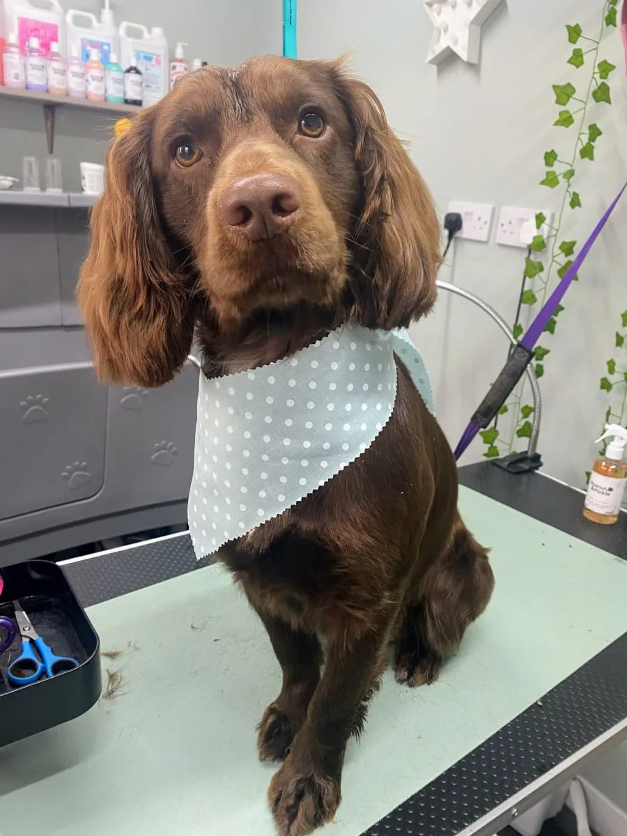 Chocolate spaniel after a groom