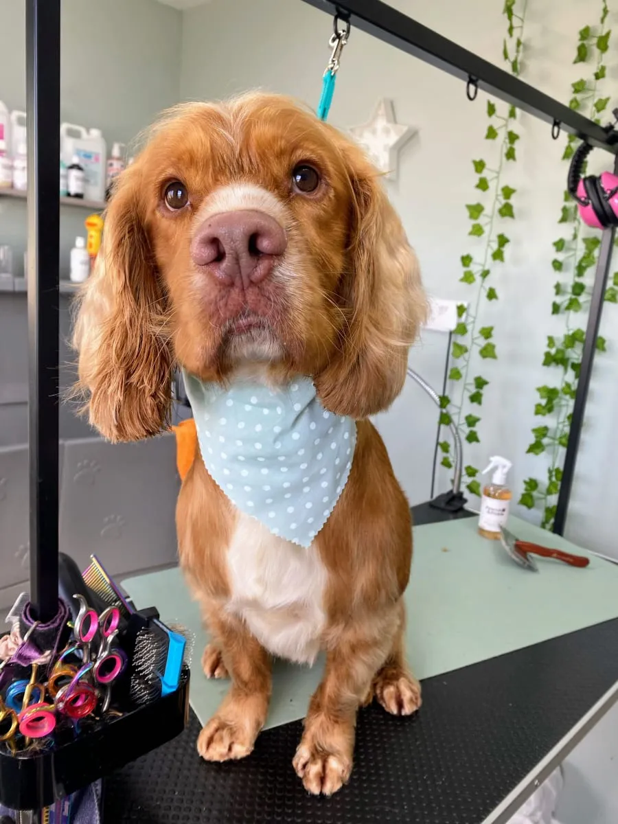 Golden cocker spaniel in a spotty bandana