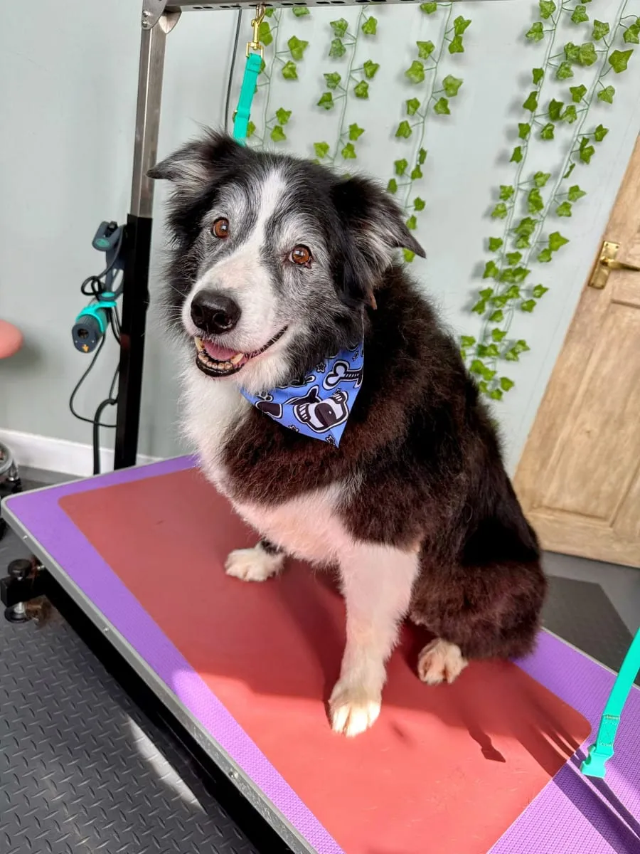 Black and white collie grinning