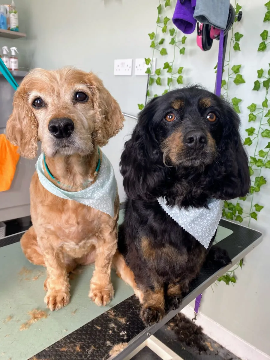 Two cocker spaniels fresh from the salon