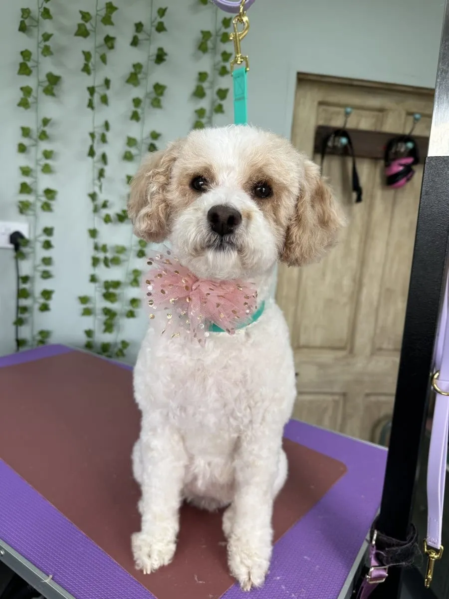White curly dog with a pink bow