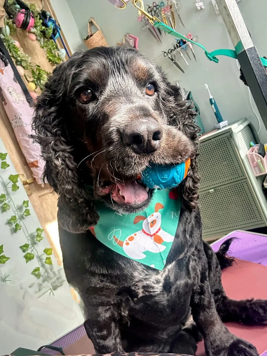 Black spaniel with a favourite ball