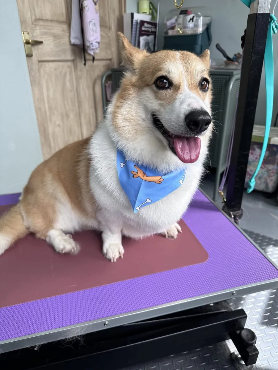 Happy corgi in a blue bandana