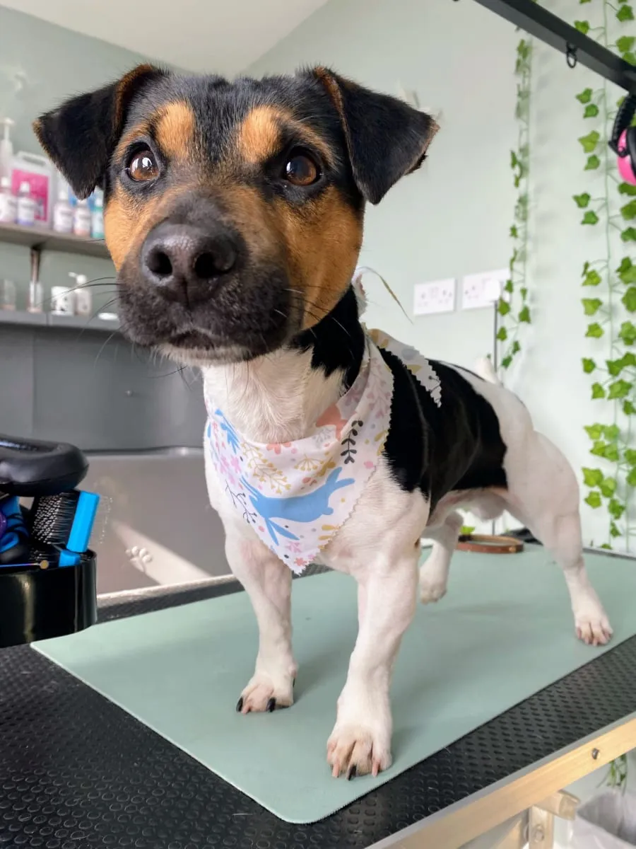 Terrier ready to go home