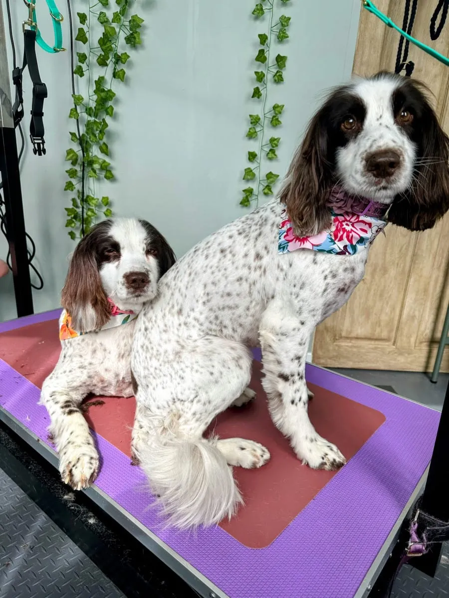 Two springer spaniels fresh from a groom