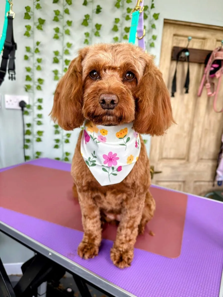 Ginger curly dog in a floral bandana