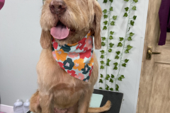 IMG_8262